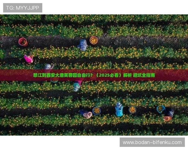 全场波胆怎么选避坑指南品牌入口下载评测